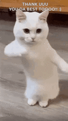 cool-fun.gif