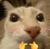 558.gif
