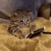 1000127484.gif