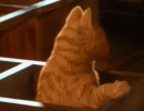 90cb0024e0106a2a6a1f8391525a3c91.gif