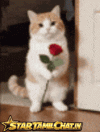 startamilchat-sanjay-chat (2).gif