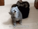 1000170494.gif