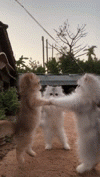 1000126424.gif
