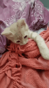 1000127999.gif