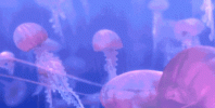 1792848267110.gif