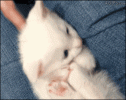1792874104779.gif