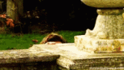 1000128175.gif 1000128175.gif