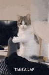 1000130379.gif