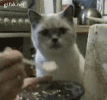 1792924215393.gif 1792924215393.gif