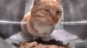 1000170773.gif