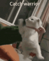 1000170774.gif