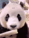 1000026772.gif