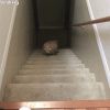 1793079648130.gif