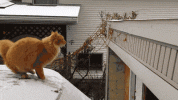 1793080110055.gif