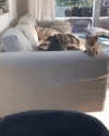 1793080200905.gif