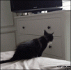 1793080262749.gif
