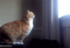 1793080360310.gif