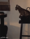 1793080428957.gif