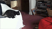 1793080475264.gif