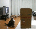 1793080523703.gif