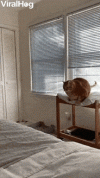 1793080654886.gif