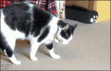 1793080726122.gif