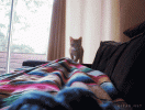 1793080743456.gif