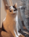 1000170877.gif 1000170877.gif