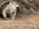 1000170944.gif