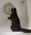 1000131153.gif 1000131153.gif