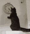 1000170966.gif