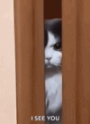 1000170973.gif