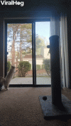 1793189758981.gif 1793189758981.gif