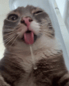 1000130444.gif