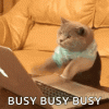 1000129434.gif 1000129434.gif