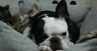 9B1DFA06-BBF8-4752-B6C2-30BF30C331CD.gif