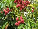 Litchi_chinensis_fruits.JPG