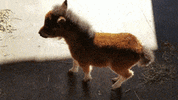 ElderlyHeartfeltAntelopegroundsquirrel-max-1mb.gif