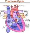 the-love-cycle.png