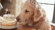 birthday-cake.gif