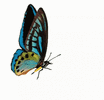 butterfly-flying (1).gif