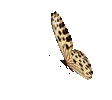 butterfly-insect.gif