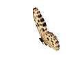 butterfly-animation-103.gif