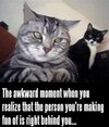 funniest-cat-memes-ever.jpg