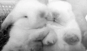 rabbits-bunny.gif