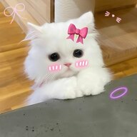 pettni
