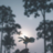 Hesperides