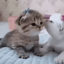 cat-kiss-kitten-kiss.gif
