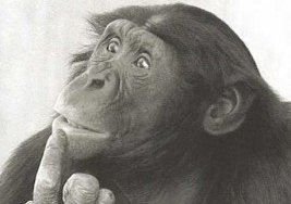 thinking-monkey - ZenlamaZenlama