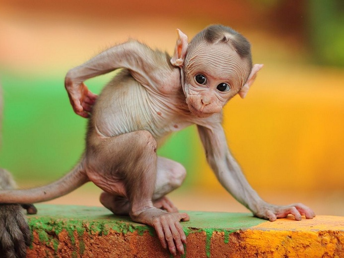 Macaque Picture -- Animal Wallpaper -- National Geographic Photo ...